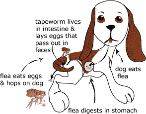  Effective borate powder with many flea-killing features for use on carpets or wood floors. Available from www.carolesdoggieworld.com 